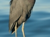 Green-Heron-2