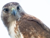 Hawk-2