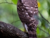Hawk-2023-09-30-2