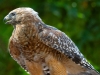 Hawk-2025-09-13-2