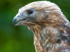 Hawk-2025-09-13