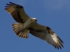 Hawk in Flight #2