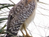 Hawk