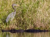 Heron & Alligator_edited-1