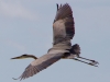 Heron Flying