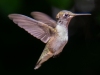 Hummingbird-1-08-17-2020