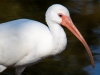 Ibis-Portrait-2