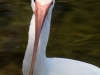 Ibis-Portrait