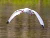 Ibis-in-Flight-2024-02-15-3