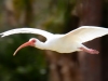 Ibis-in-Flight-2024-02-15-4