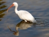 Ibis-with-Reflection-02-07-2022