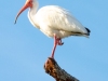 Ibis
