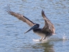 In for the Landing