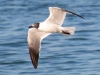 Laughing-Gull-2023-02-15