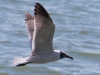Laughing Gull #2_edited-1