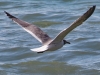 Laughing Gull #3_edited-1