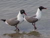 Laughing-Gulls-2012-04-13