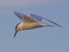 Least-Tern-2012-04-13
