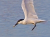 Least-Tern-3-2012-04-13