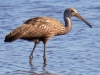 Limpkin-2023-02-22