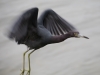 Little Blue Heron Taking Off