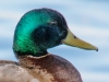 Mallard-Portrait-05-18-2021_edited-1