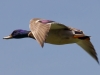 Mallard in Flight.jpg