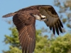 Osprey-02-16-2022