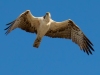 Osprey-2-2023-02-27