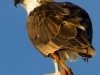 Osprey #2