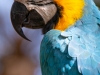 Parrot_edited-1