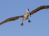 Pelican-04-08-2012