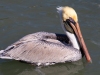Pelican-2024-02-14-2