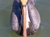 Pelican-2024-02-14