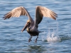Pelican-Taking-Flight-2023-02-15
