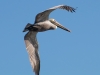 Pelican in Flight #2