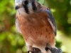 Pippen-American-Kestrel-2025-09-13-2