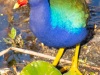 Purple-Gallinule