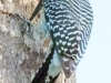 Red-bellied-Woodpecker-3
