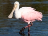 Roseate-Spoonbill-7-2023-02-22