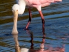 Roseate-Spoonbill-8-2023-02-22