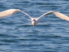 Royal-Tern-2-2023-02-15