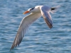 Royal-Tern-3-2023-02-15