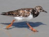 Ruddy-Turnstone_edited-1
