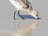Sanderling-2_edited-1