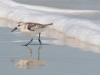 Sanderling-With-Catch-2_edited-1