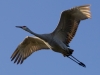 Sandhill Crane in Flight #2