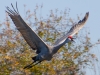 Sandhill Crane in Flight_edited-1