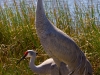 Sandhill Cranes_edited-1