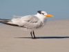 Seagull-2025-02-07